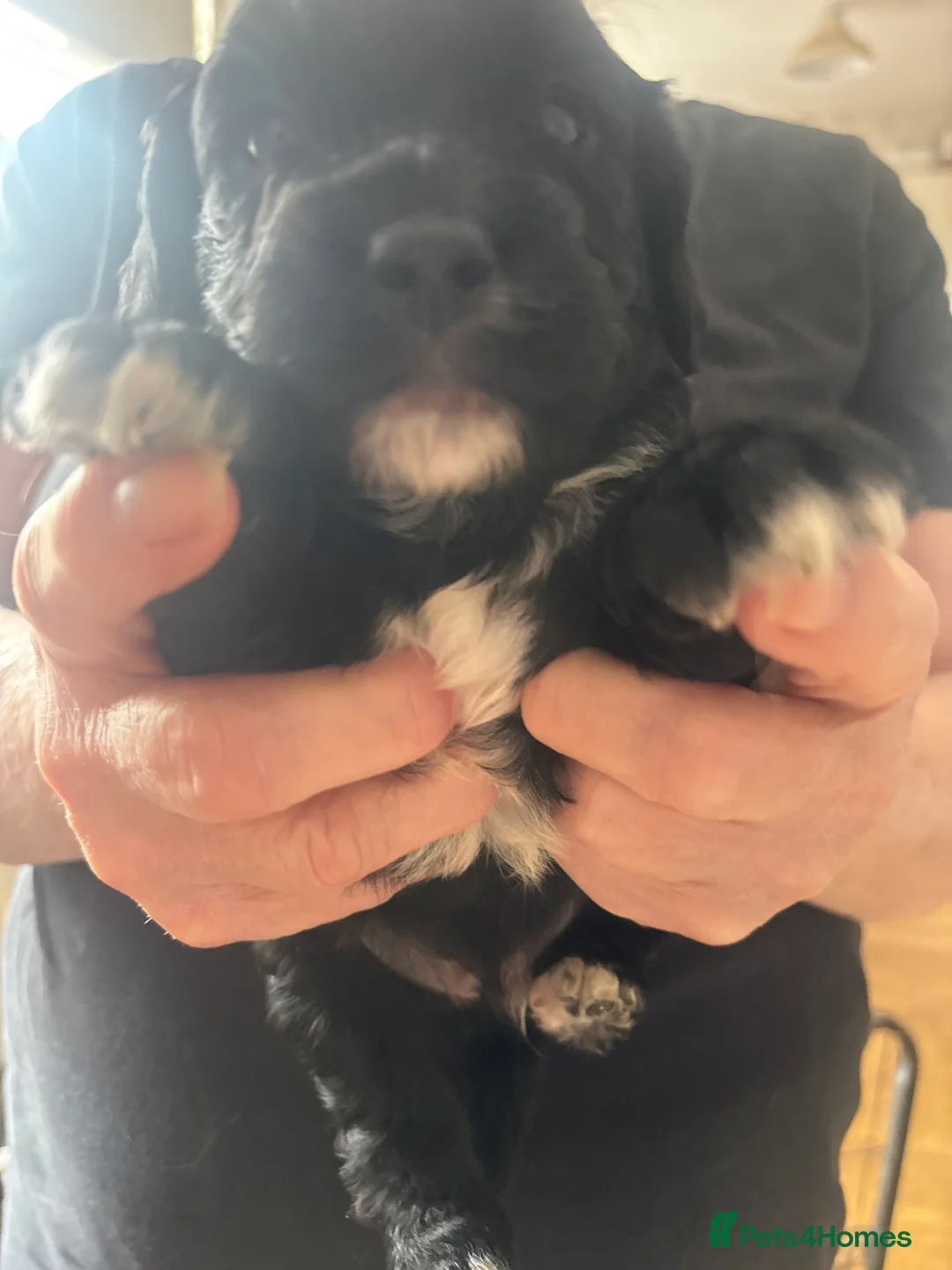 Mixed Breed dogs for sale: Sproodles - Advert 2