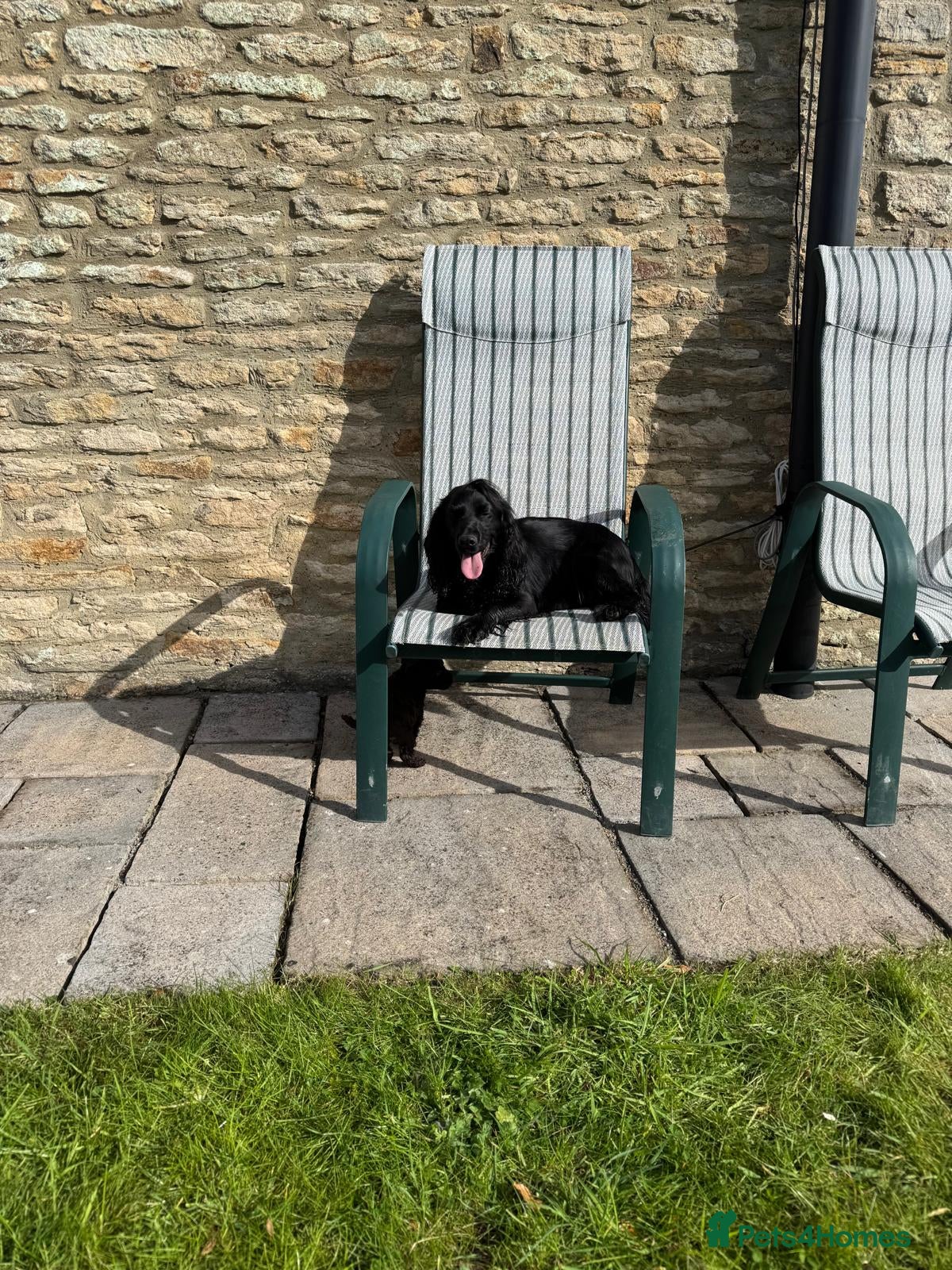 Cockapoo dogs Beautiful cockerpoo puppies  - Advert 1