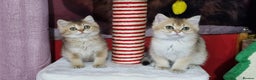 British Shorthair cats for sale: British shorthair pedigree kittens - Advert 21