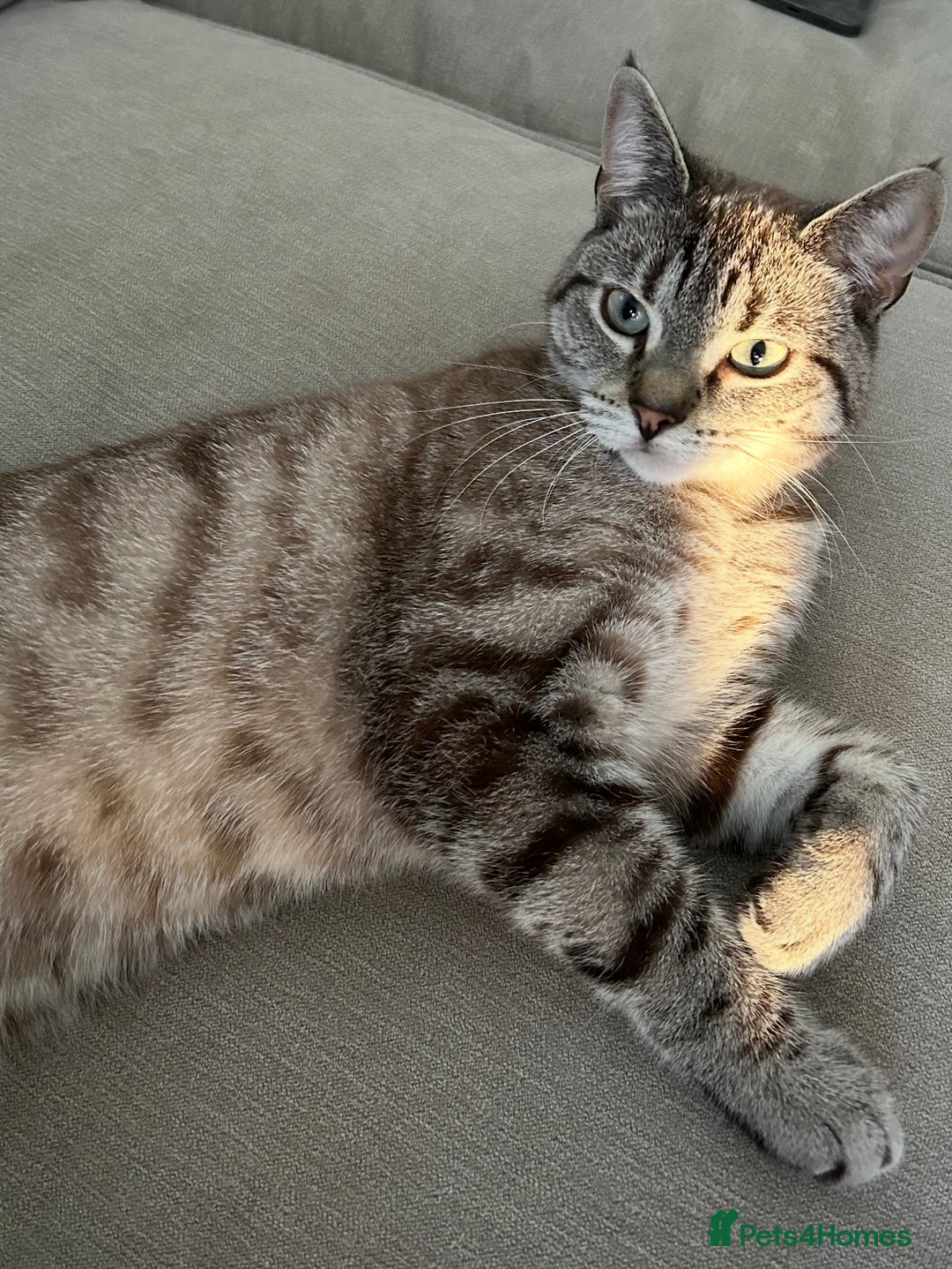 Mixed Breed cats for sale: Female cat - unsure of breed  - Advert 3