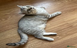 British Shorthair cats for sale: Gorgeous British Longhair & Shorthair Kittens - Image 21