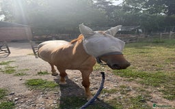New Forest horses for sale: Warrior - Image 4
