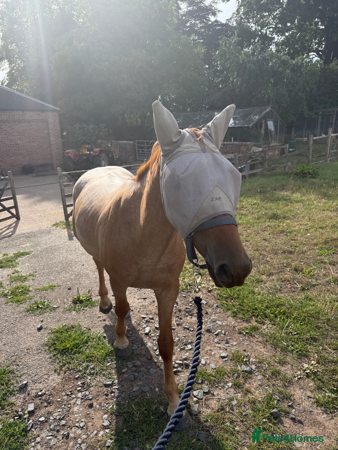 New Forest horses for sale: Warrior - Image 4