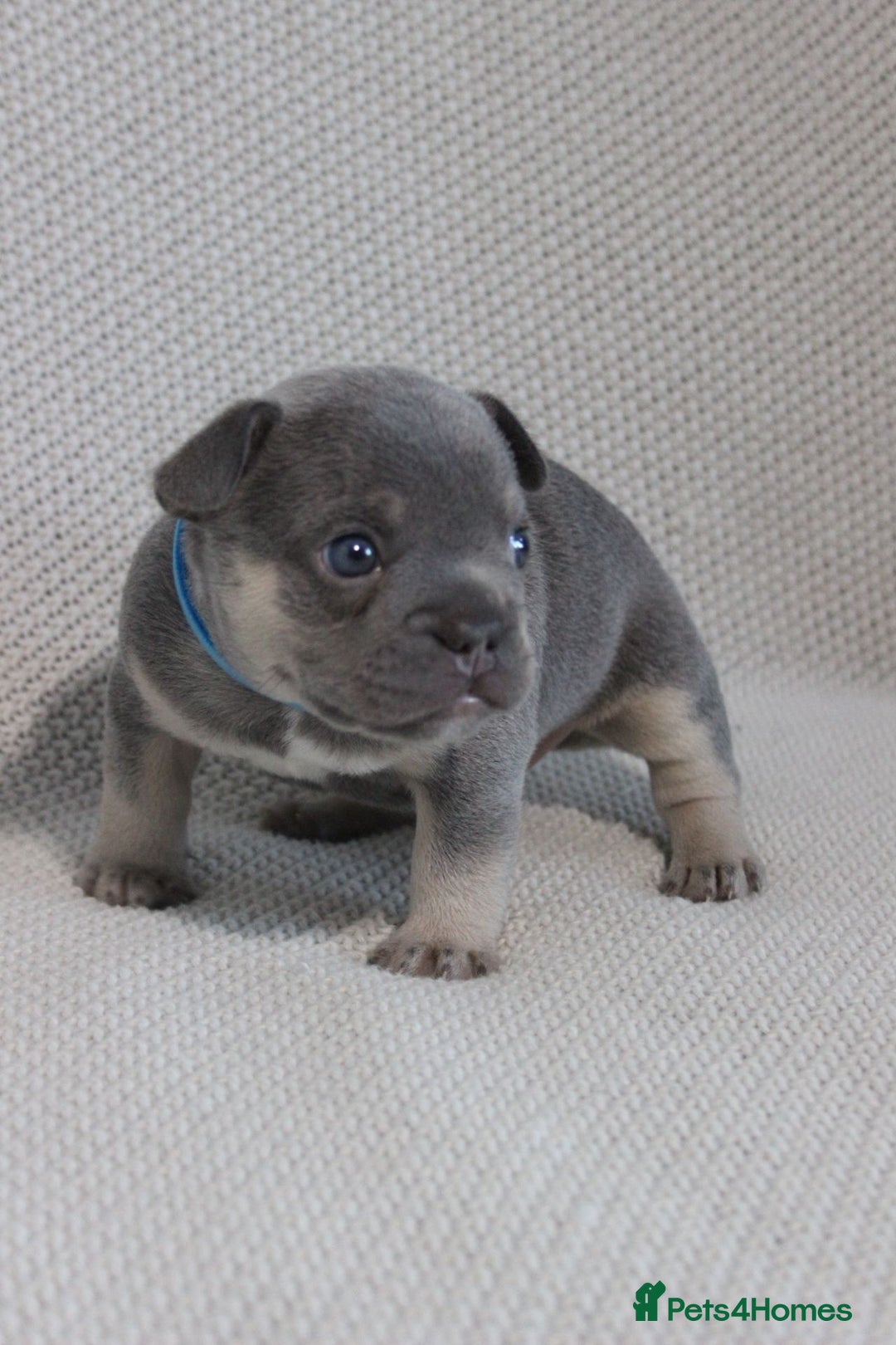 French Bulldog dogs for sale: Last 1 available,New shade Isabella French bulldog - Advert 19