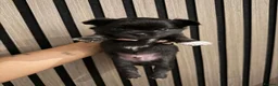 Chihuahua dogs for sale: 3 BEAUTIFUL LONGHAIRED CHIHUAHUA PUPPIES  in Morecambe - Advert 2