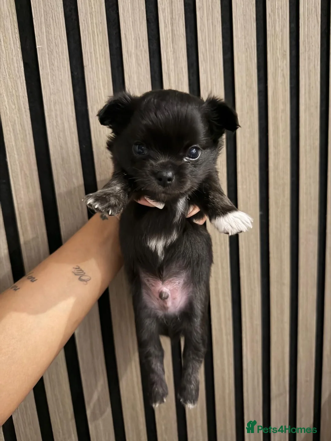 Chihuahua dogs for sale: 3 BEAUTIFUL LONGHAIRED CHIHUAHUA PUPPIES  in Morecambe - Advert 2