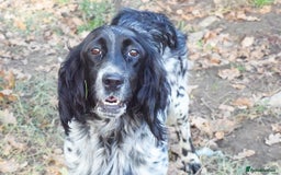 English Setter dogs for adoption: Kindra - Image 9