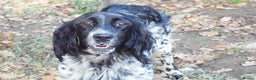 English Setter dogs for adoption: Kindra - Advert 9
