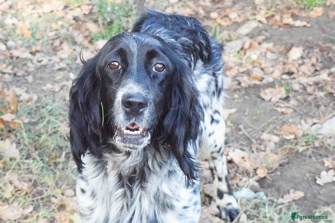 English Setter dogs for adoption: Kindra - Image 9