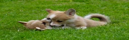 Welsh Corgi Pembroke dogs for sale: Pembroke corgi pups - Advert 23
