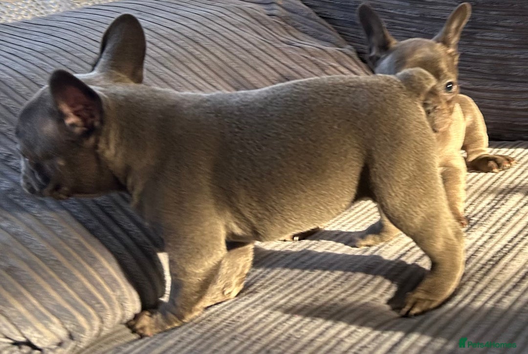 French Bulldog dogs for sale: 4 Solid Blue French Bulldog Girls - Advert 30
