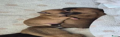 Chiweenie 4