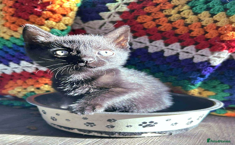 British Shorthair cats - Advert 9