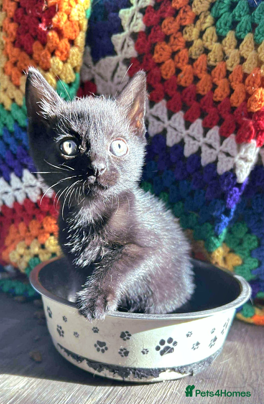 British Shorthair cats for sale: 4 Beautiful Black Kittens  - Image 1