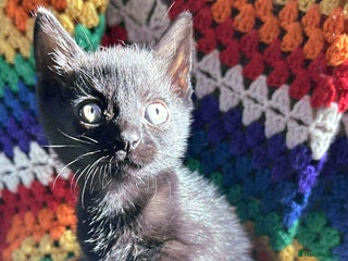 British Shorthair cats - Advert 29