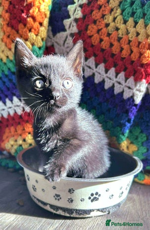 British Shorthair cats - Advert 2