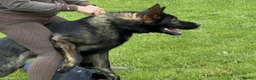 German Shepherd dogs for sale: ELITE QUALITY GSD PUPS AVAILABLE TO RESERVE NOW - Advert 8
