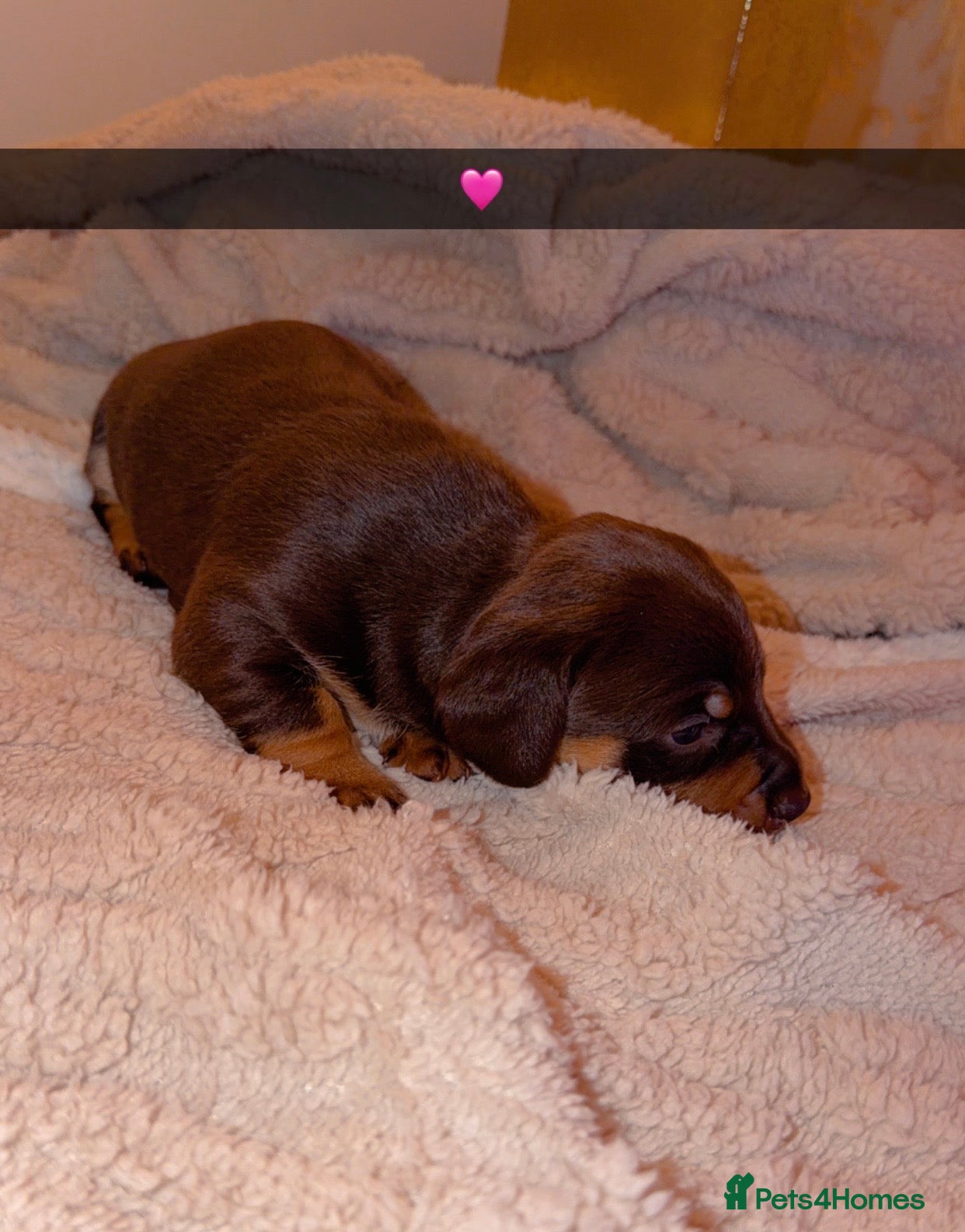 Dachshund dogs for sale: Dachshund  - Advert 6