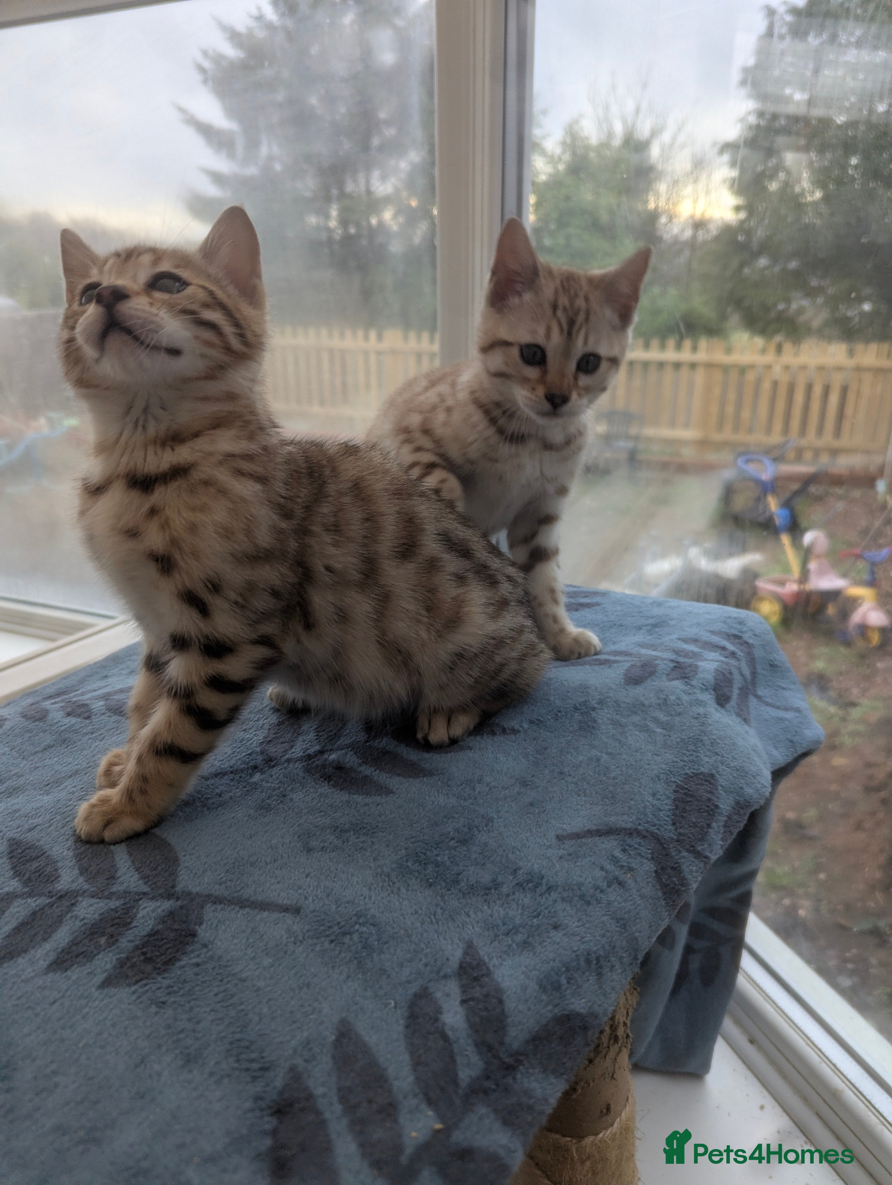 Bengal cats Bengal Kittens Purebreed Ready to Leave - Advert 6