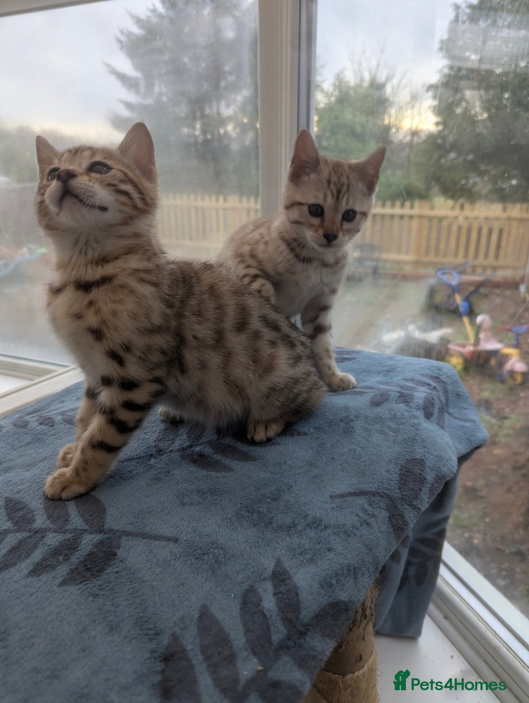 Bengal cats for sale: Bengal Kittens Purebreed Ready to Leave - Advert 1