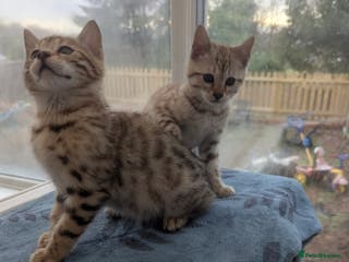 Bengal cats Bengal Kittens Purebreed Ready to Leave - Advert 1