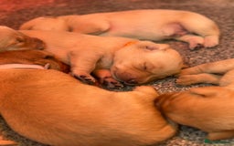 Labrador Retriever dogs for sale: Labrador puppies  - Image 3