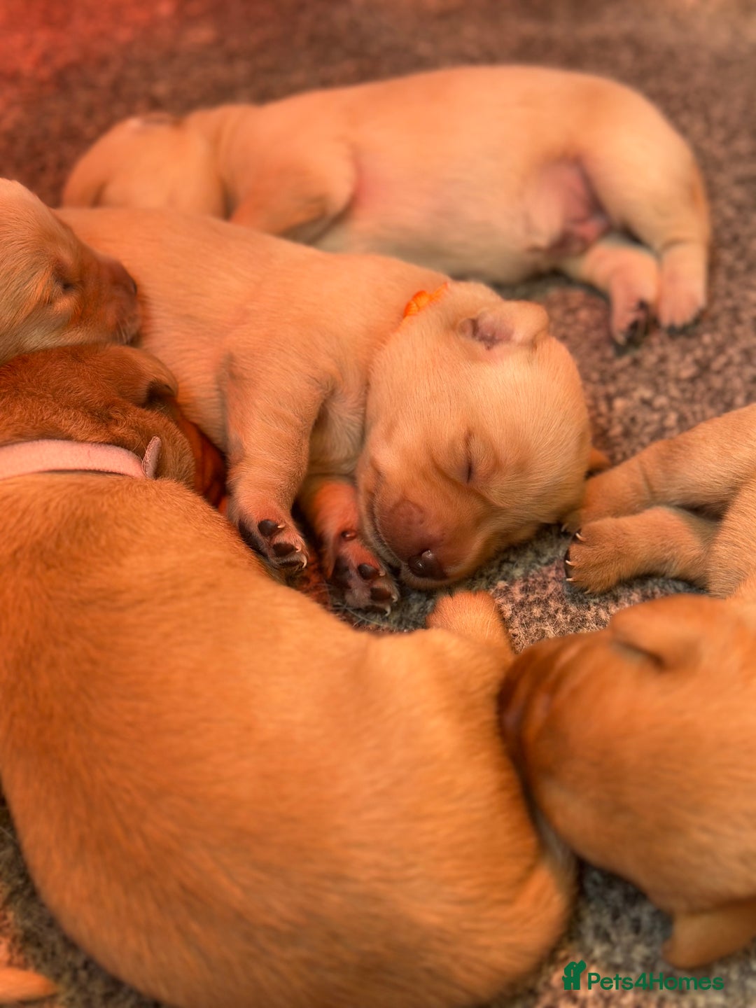 Labrador Retriever dogs for sale: Labrador puppies  - Image 3