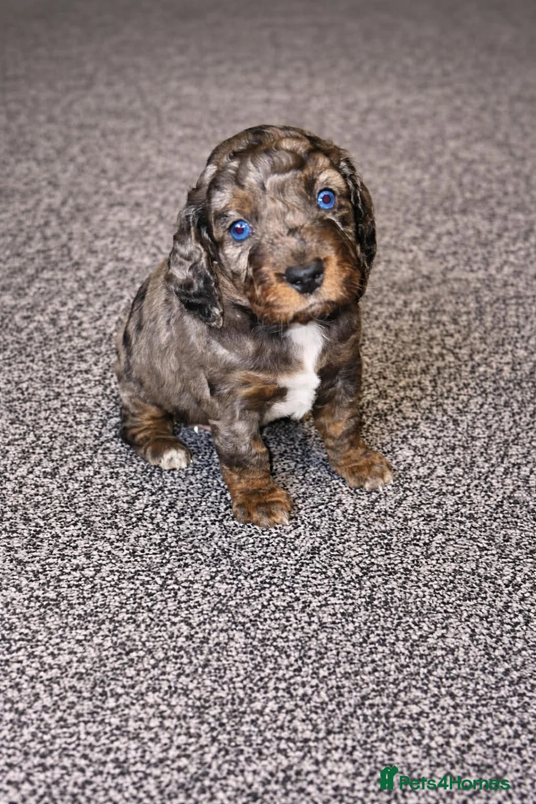 Cockapoo dogs for stud: F1 chocolate merle cockapoo - Advert 13