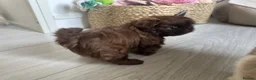 Shih Tzu dogs for sale: 🐶💕 BEAUTIFUL SHIH TZU PUPPIES – 7 GIRLS! 💕🐶 - Advert 18