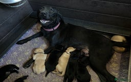 Labrador Retriever dogs for sale: Stunning KC Registered FoxRed/Black Labrador Pups  - Image 2