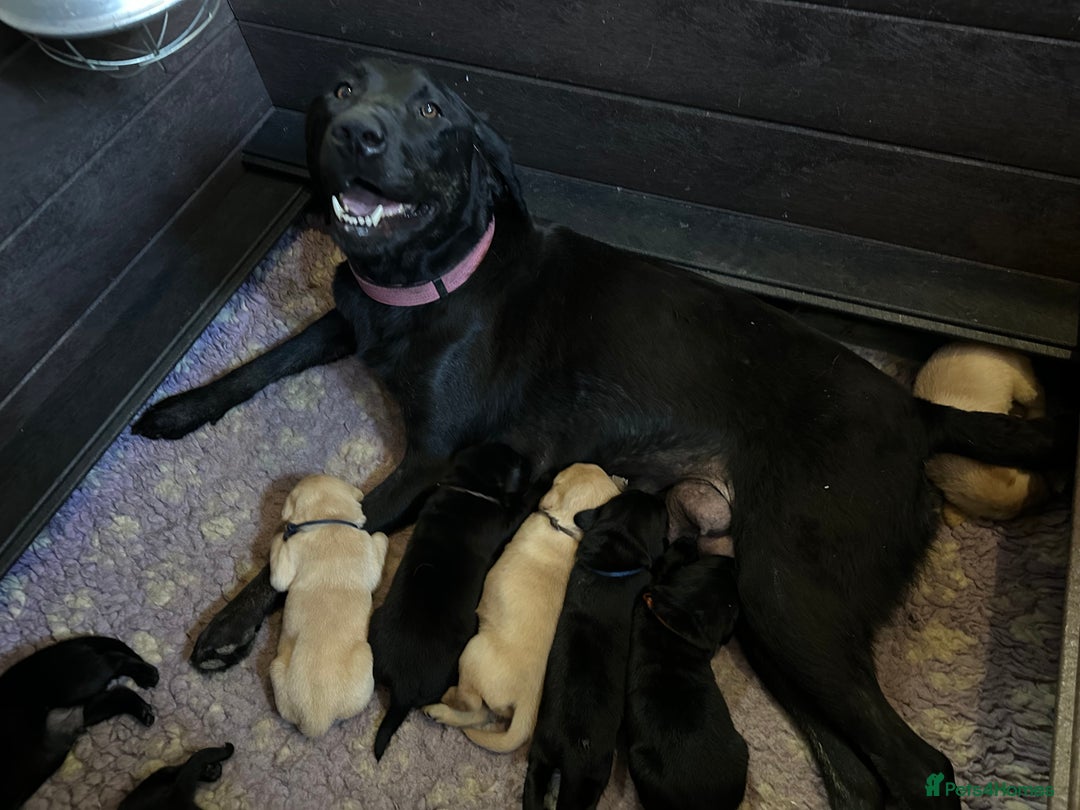 Labrador Retriever dogs for sale: Stunning KC Registered FoxRed/Black Labrador Pups  - Image 2