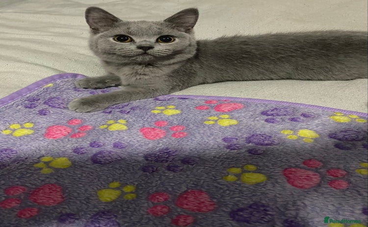 British Shorthair cats Reduced! 1 Adorable British shorthair kitten left  - Advert 15