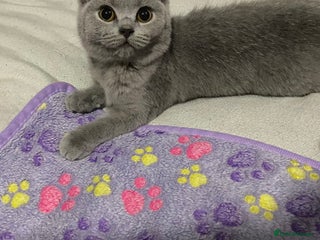 British Shorthair cats Reduced! 1 Adorable British shorthair kitten left - Advert 8