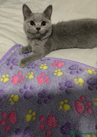 British Shorthair cats Reduced! 1 Adorable British shorthair kitten left - Advert 15