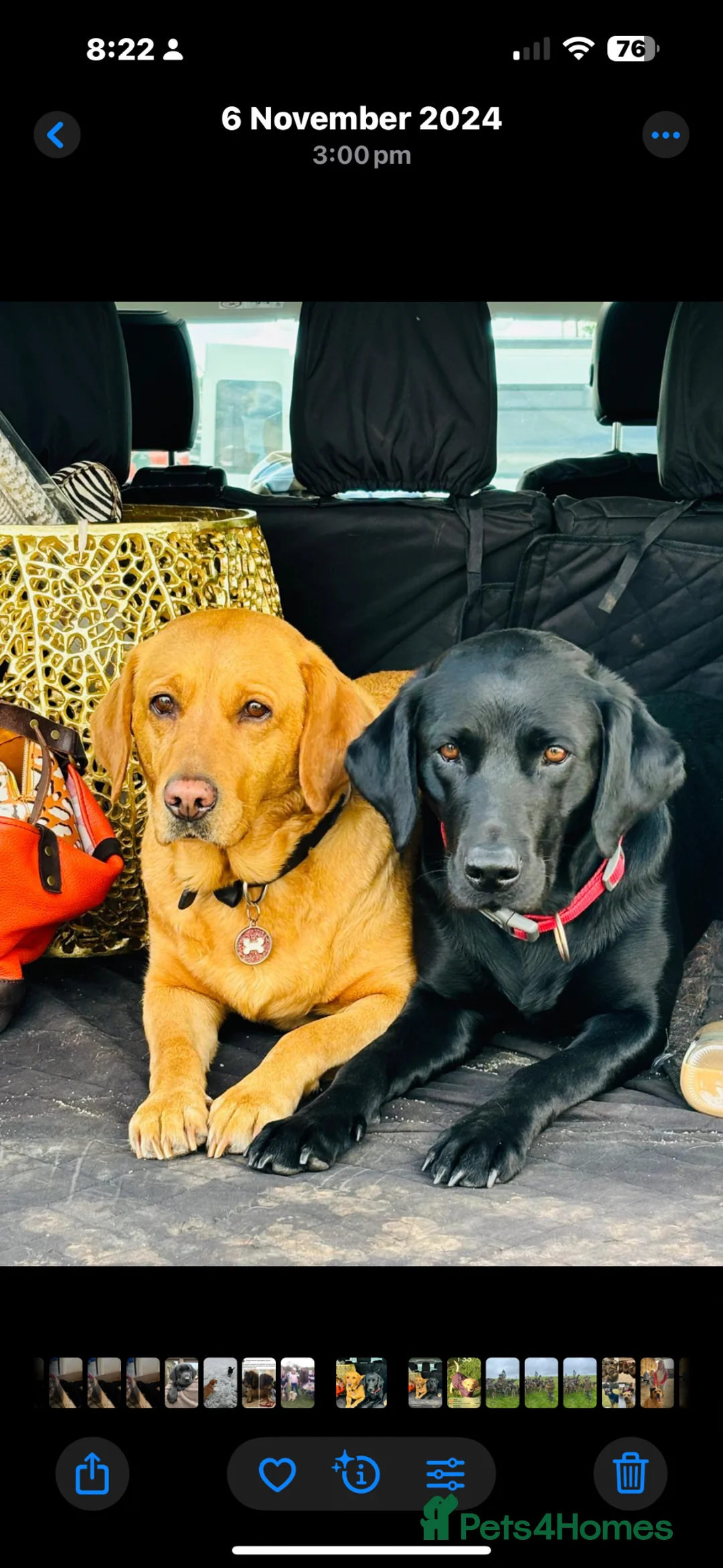 Labrador Retriever dogs for sale: Pedigree Labrador puppies in Crediton - Advert 2