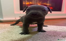 Staffordshire Bull Terrier dogs for sale: 9 Beautiful blue staff puppy’s !  - Image 3
