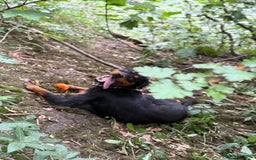 Rottweiler dogs for sale: Siblings Rottweiler boy & girl  - Image 4