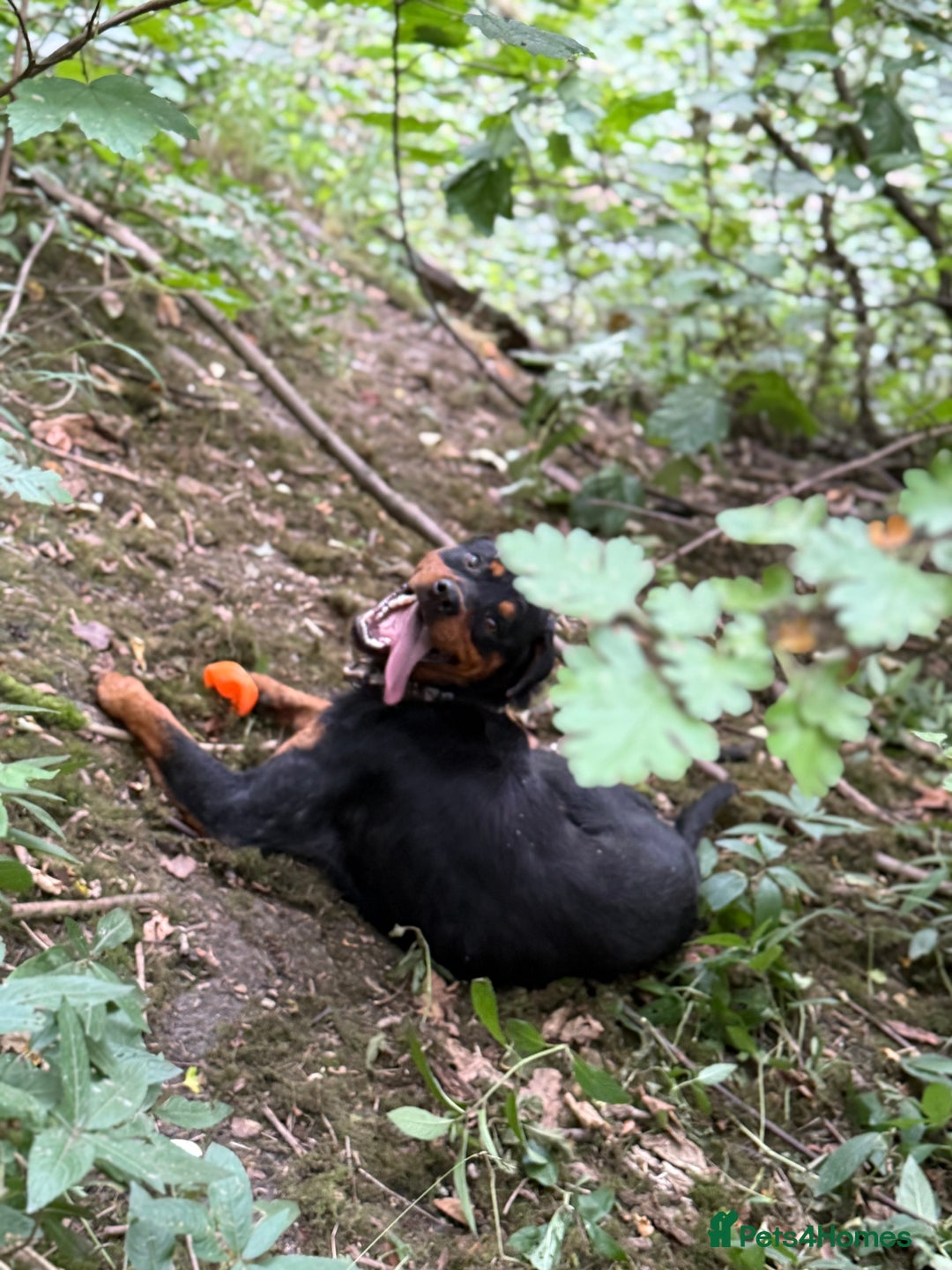 Rottweiler dogs for sale: Siblings Rottweiler boy & girl  - Image 4