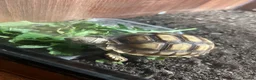 Tortoise reptiles for sale: Tortoise for sale  - Advert 1