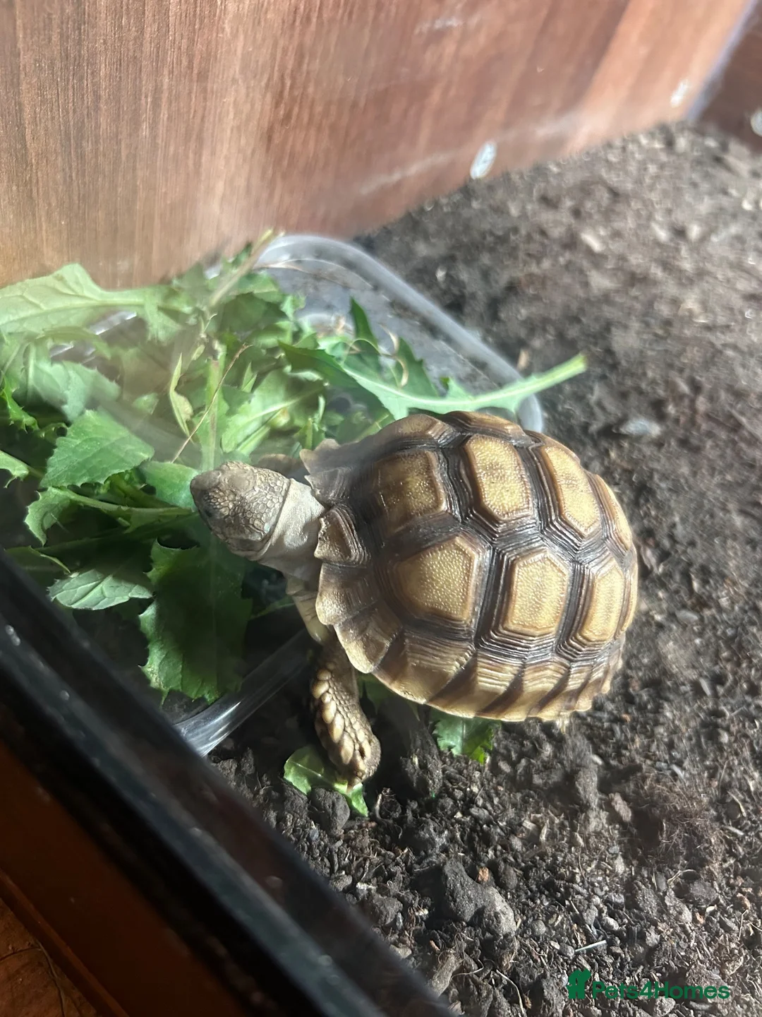 Tortoise reptiles for sale: Tortoise for sale  - Advert 1