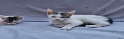 Domestic Shorthair cats for sale: 2 Beautiful kittens  - Advert 4