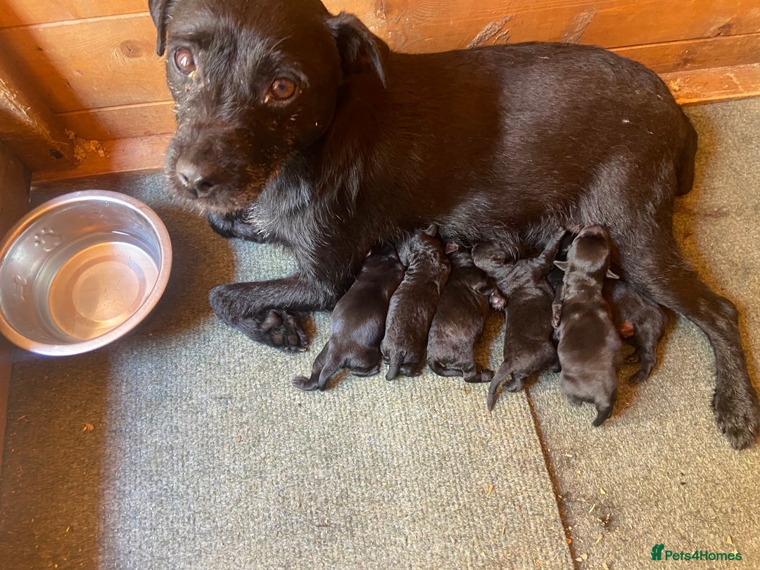 Patterdale Terrier dogs for sale: Patterdale pups - Image 6