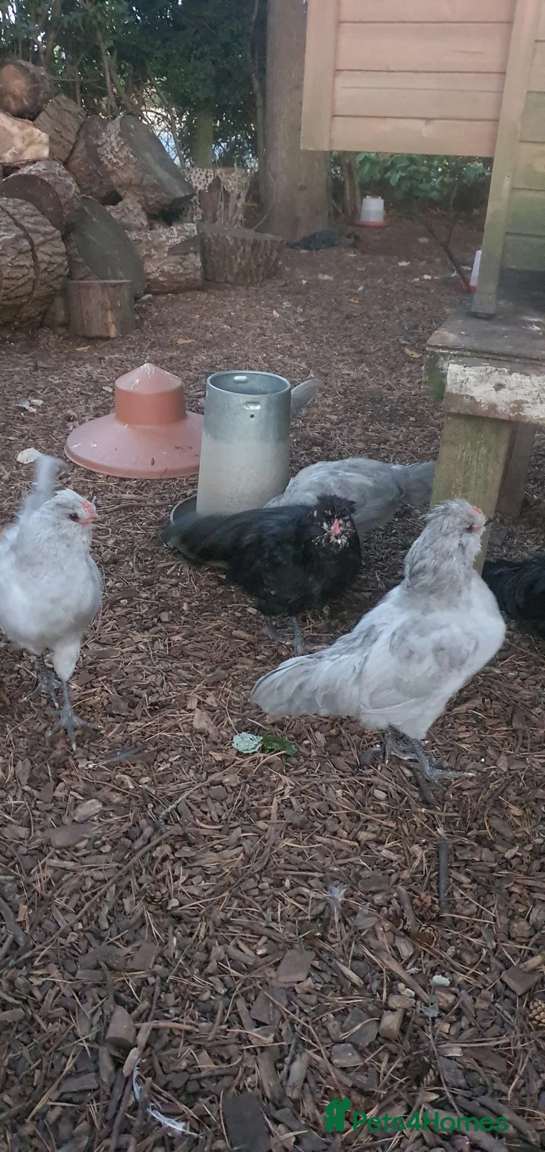 Chickens poultry for sale: Araucana cockerels  in Crewe - Advert 2
