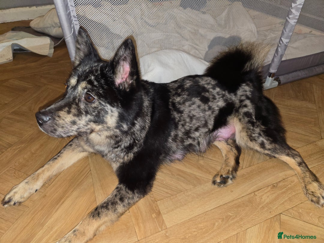 Mixed Breed dogs for sale: Chowsky Puppies - Advert 10