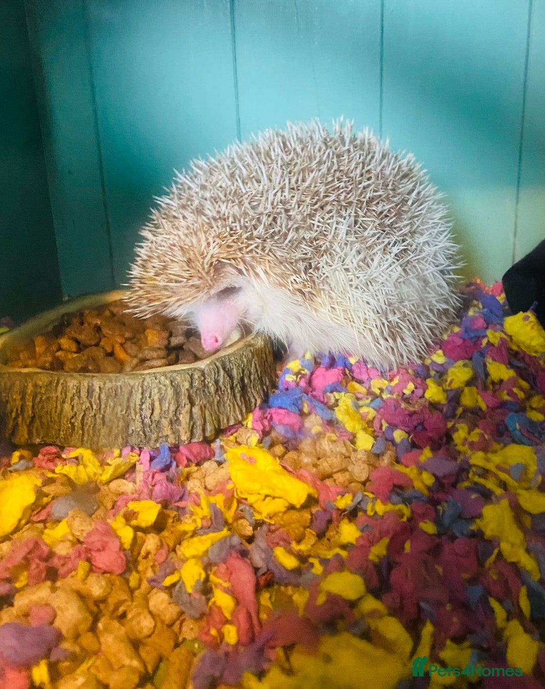 Pygmy Hedgehog rodents for sale: African Pygmy hedgehog for rehome - Advert 1