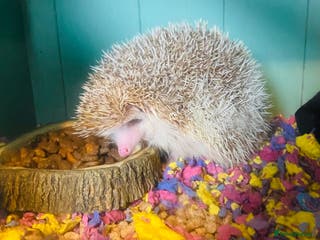 Pygmy Hedgehog rodents African Pygmy hedgehog for rehome - Advert 3