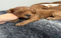Cavapoo dogs for sale: Stunning quality Cavapoos ready December  - Image 3