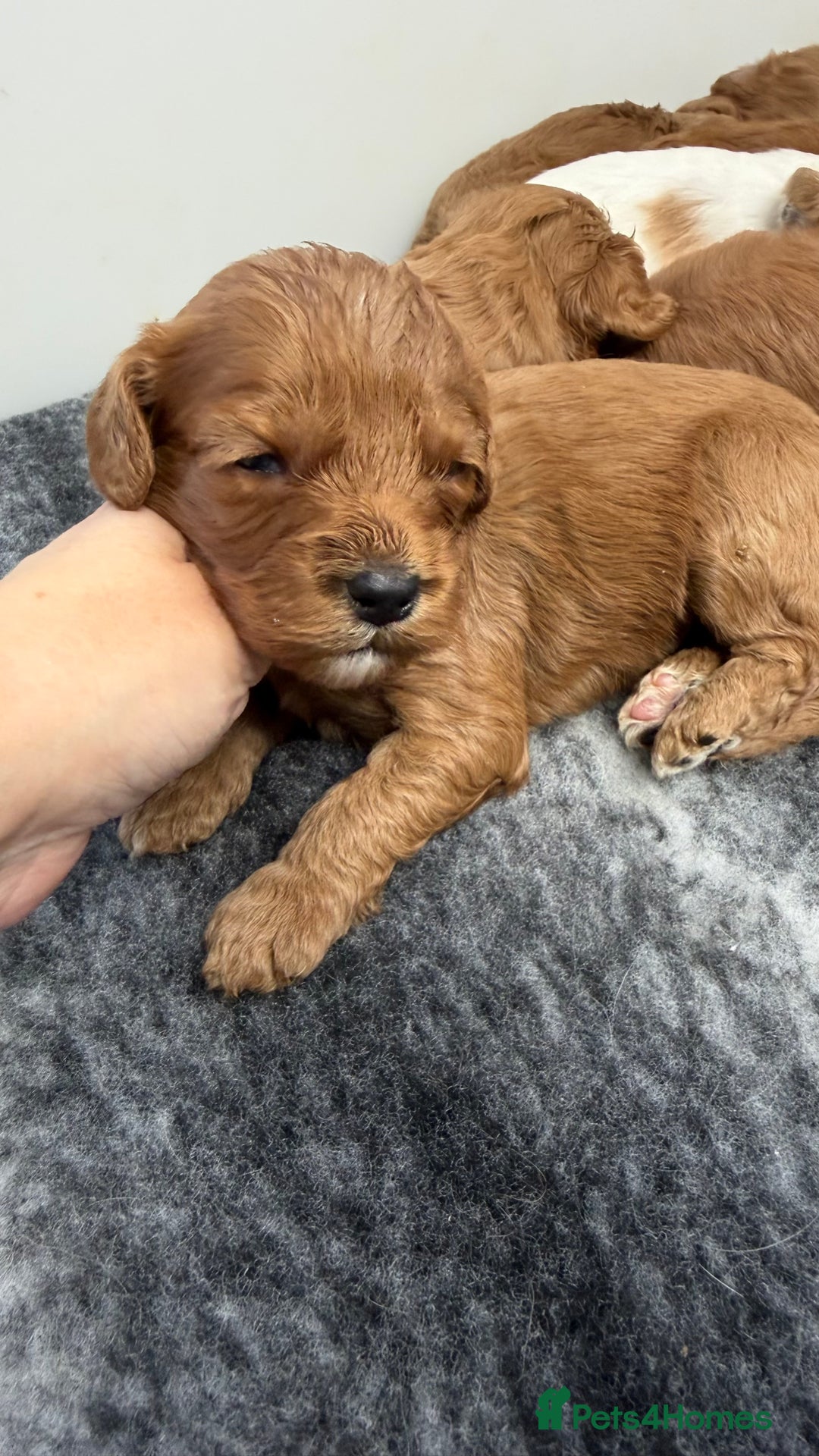 Cavapoo dogs for sale: Stunning quality Cavapoos ready December  - Image 3