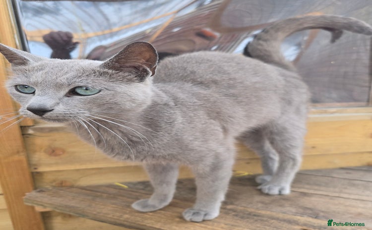 Russian Blue cats - Advert 1