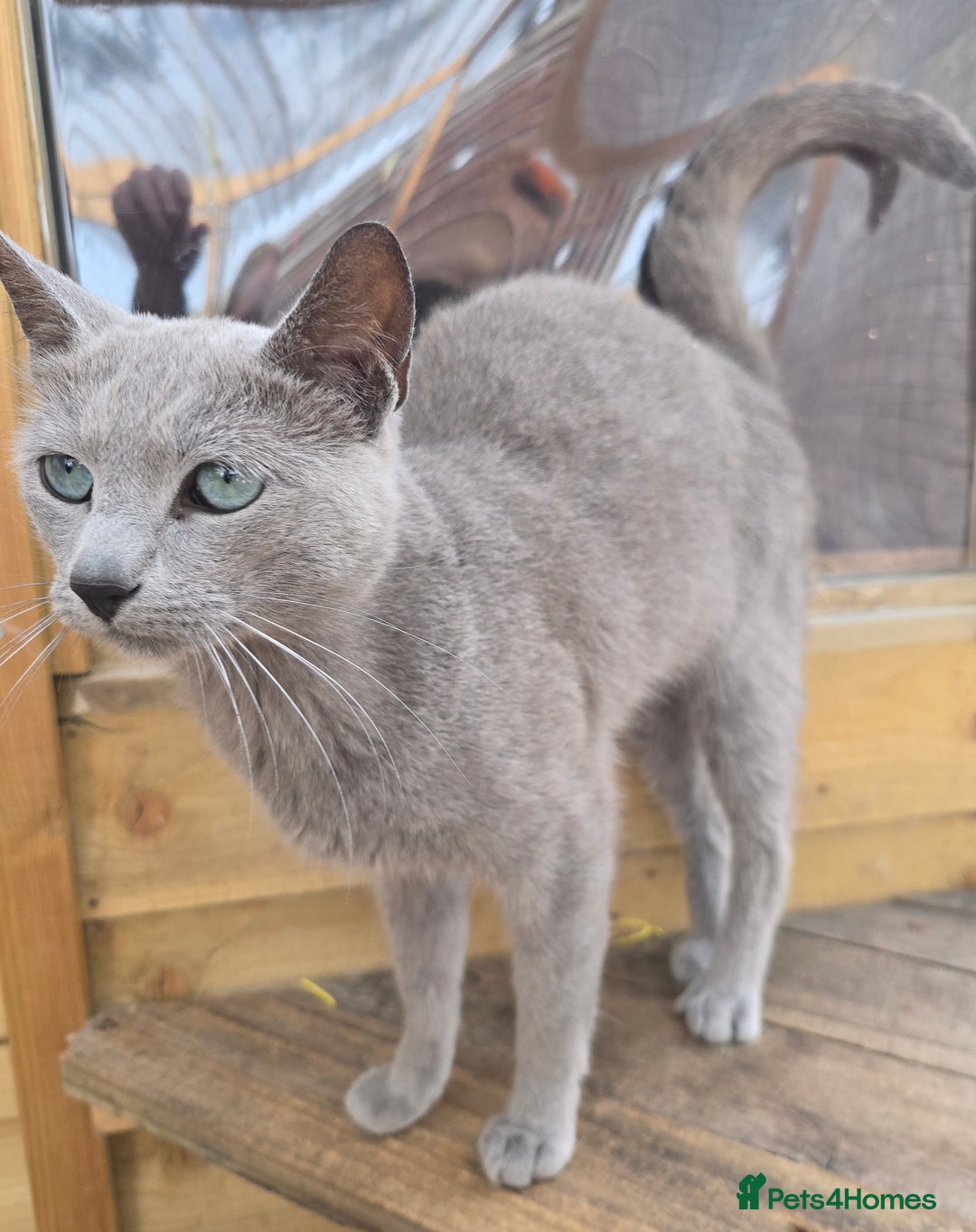 Russian Blue cats for stud: STUD ONLY Russian Blue Champion GCCF & TICA - Image 1